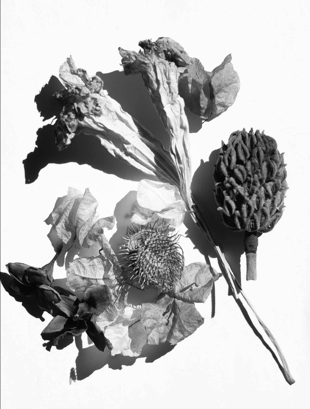 Fotografía Botánica 15