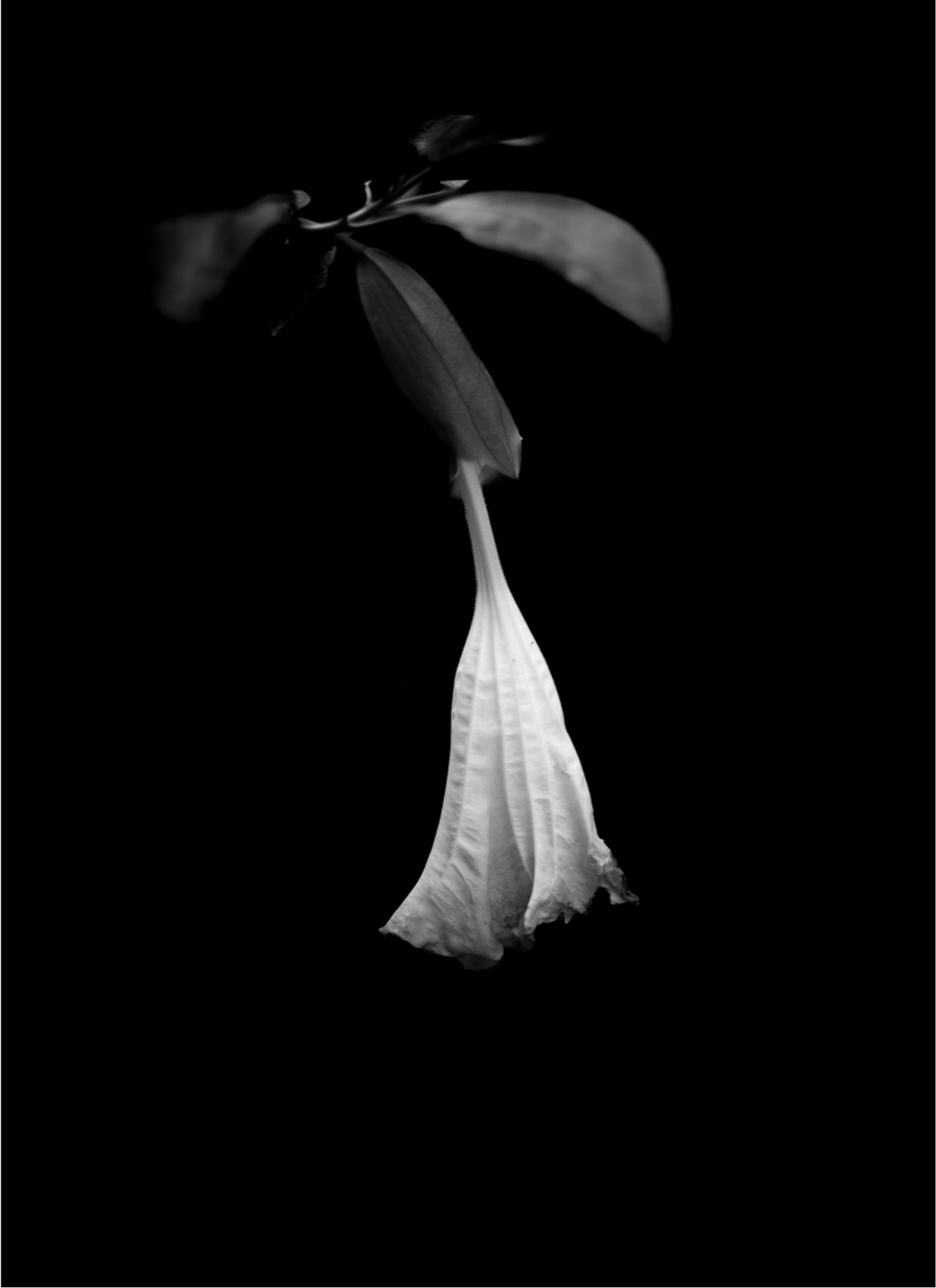 Fotografía Flores 1