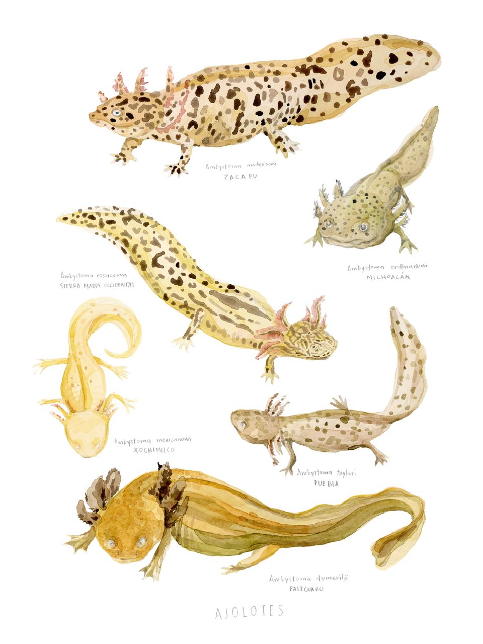 Ilustración de Ajolotes