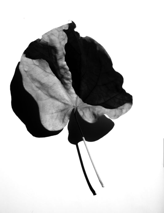 Fotografía Botánica y sombras 1